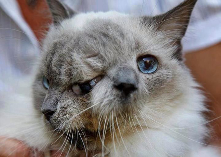 Two-faced cat